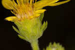 Pineland goldenaster